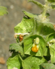 Phlomoides molucelloides