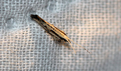 Plutella porrectella