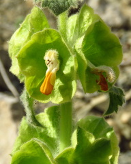 Phlomoides molucelloides
