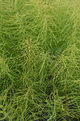 Equisetum pratense