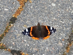 Vanessa atalanta