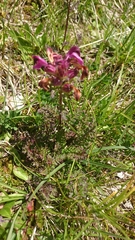 Pedicularis rostratocapitata