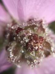 Sidalcea calycosa rhizomata