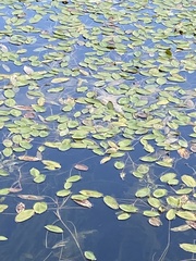 Potamogeton natans