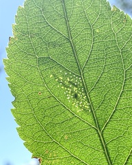 Phyllonorycter blancardella group