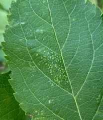 Phyllonorycter blancardella group