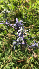 Eryngium amethystinum