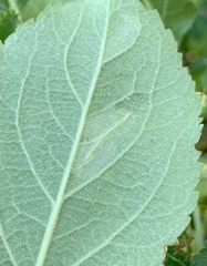 Phyllonorycter blancardella group