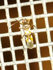 Sericophanes heidemanni