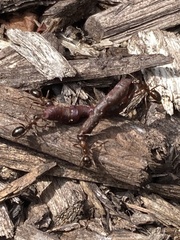 Formica pallidefulva