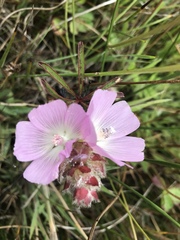 Sidalcea calycosa rhizomata