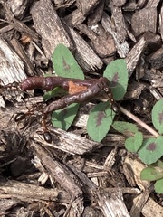 Formica pallidefulva