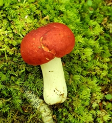 Russula