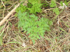 Ligusticum apiifolium
