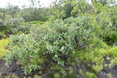 Salix lanata
