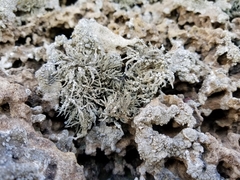 Roccella phycopsis
