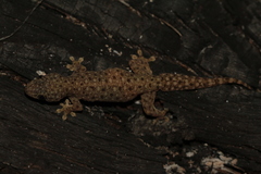 Gehyra lacerata