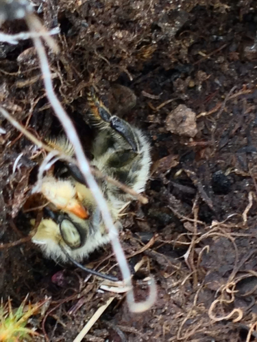 iNaturalist observation photo of Western Leafcutter Bee