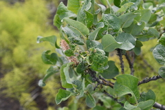 Salix lanata