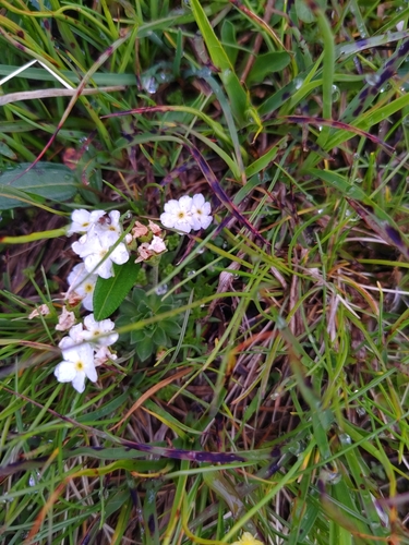 Image of Androsace obtusifolia by (c) timharris, some rights reserved (CC BY)