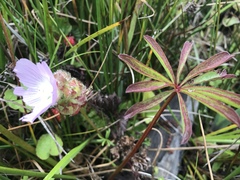 Sidalcea calycosa rhizomata