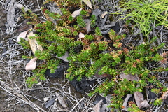 Empetrum nigrum subholarcticum