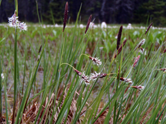 Carex limosa