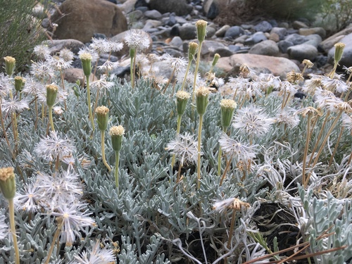 Shasta chaenactis (Chaenactis suffrutescens)