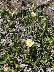 Dryas ajanensis