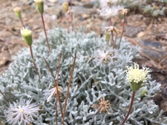 Chaenactis suffrutescens