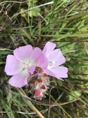 Sidalcea calycosa rhizomata