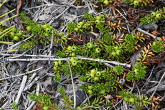 Empetrum nigrum subholarcticum