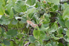 Salix lanata