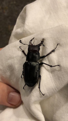 Lucanus ibericus