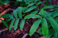 Maianthemum stellatum