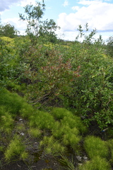 Salix hastata