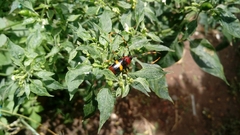 Trachyderes elegans