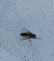 Zeuxia cinerea