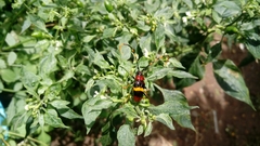 Trachyderes elegans