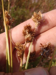 Carex microptera