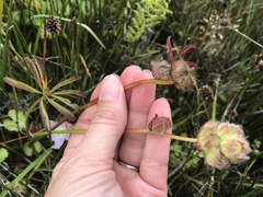 Sidalcea calycosa rhizomata