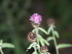 Centaurea nemoralis