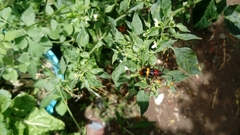 Trachyderes elegans