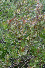 Salix hastata