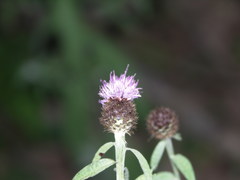 Centaurea nemoralis