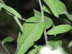Centaurea nemoralis