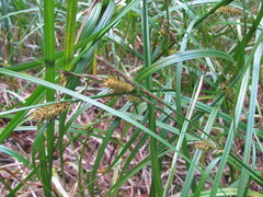 Carex phaeocephala