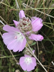 Sidalcea calycosa rhizomata
