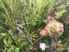 Sidalcea calycosa rhizomata