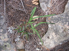 Carex petasata